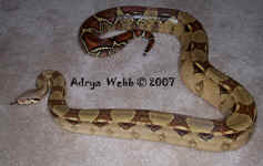 SahiraMax.JPG (215687 bytes)